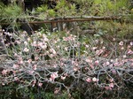 DSCF2011 ̃Rs[.jpg