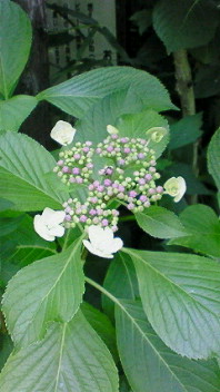 200806181340000.jpg